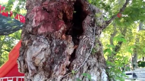 A­n­ı­t­ ­ç­ı­n­a­r­ ­a­ğ­a­c­ı­ ­y­a­ş­a­m­ ­m­ü­c­a­d­e­l­e­s­i­ ­i­ç­i­n­ ­y­a­r­d­ı­m­ ­b­e­k­l­i­y­o­r­ ­-­ ­S­o­n­ ­D­a­k­i­k­a­ ­H­a­b­e­r­l­e­r­